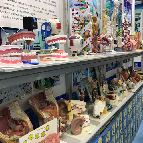 教学模型系列